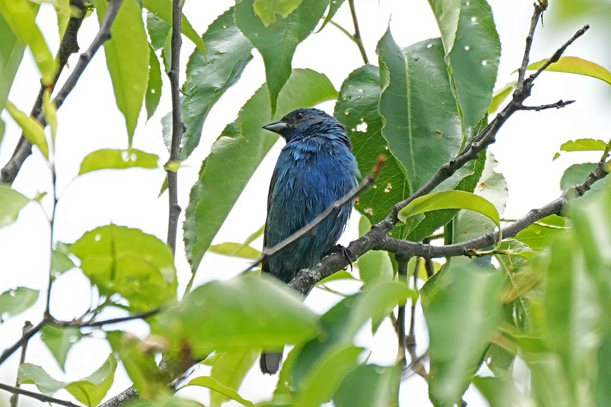 Passerin indigo - ML620229761