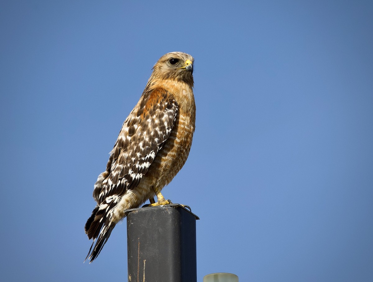 Red-shouldered Hawk - ML620229766