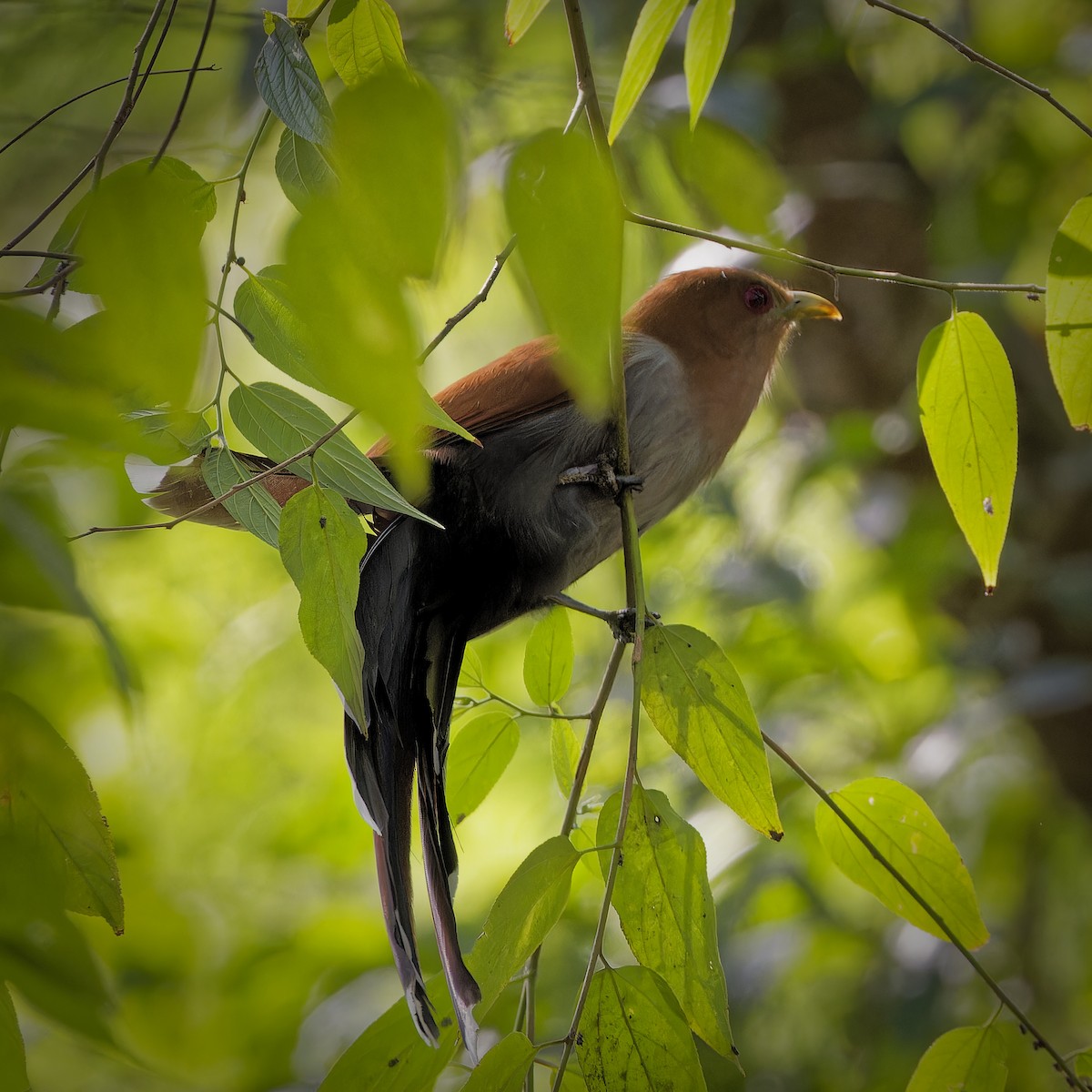 Squirrel Cuckoo - ML620229767