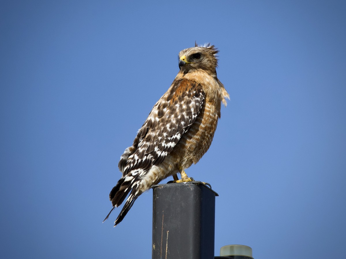 Red-shouldered Hawk - ML620229770