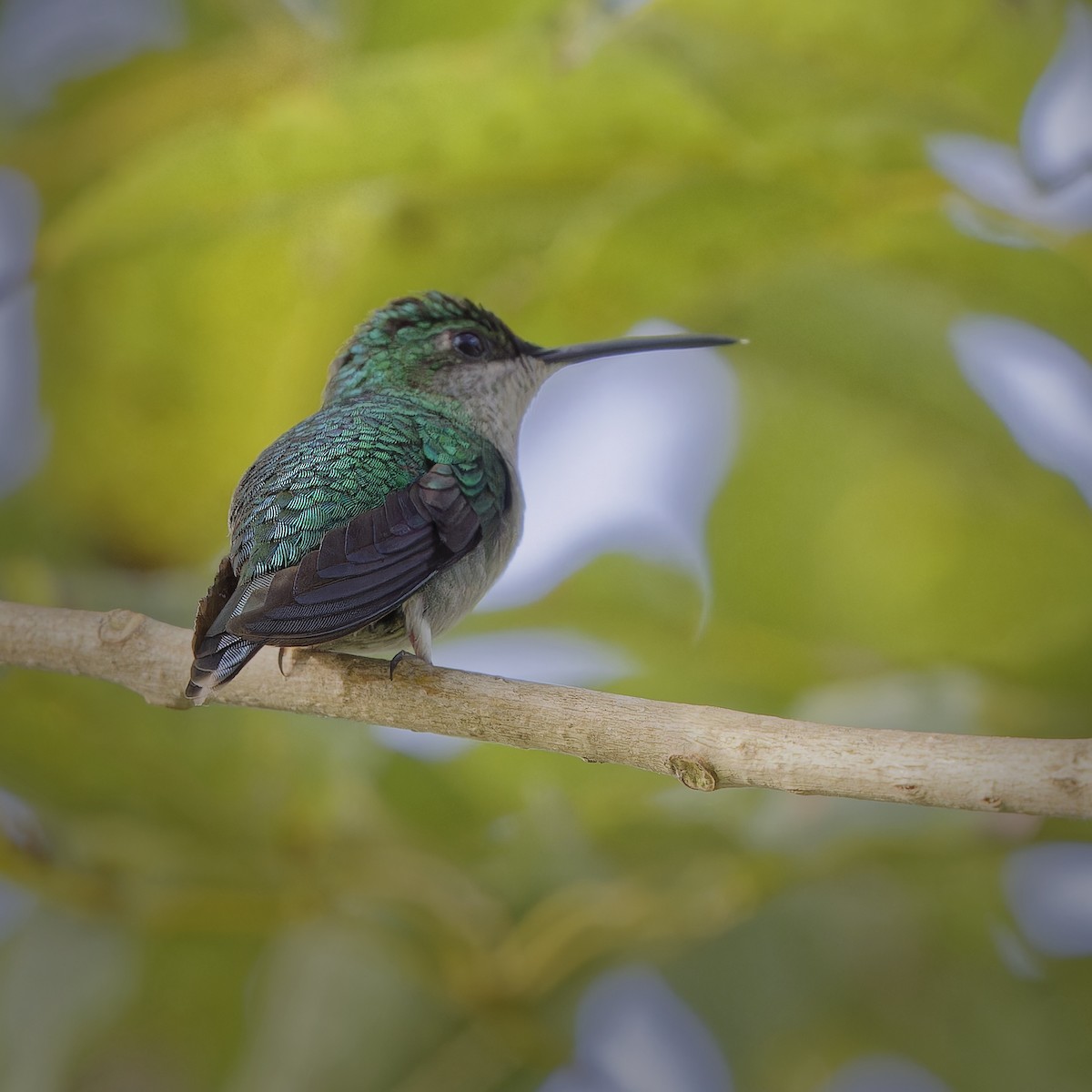 kolibřík fialovotemenný - ML620229773
