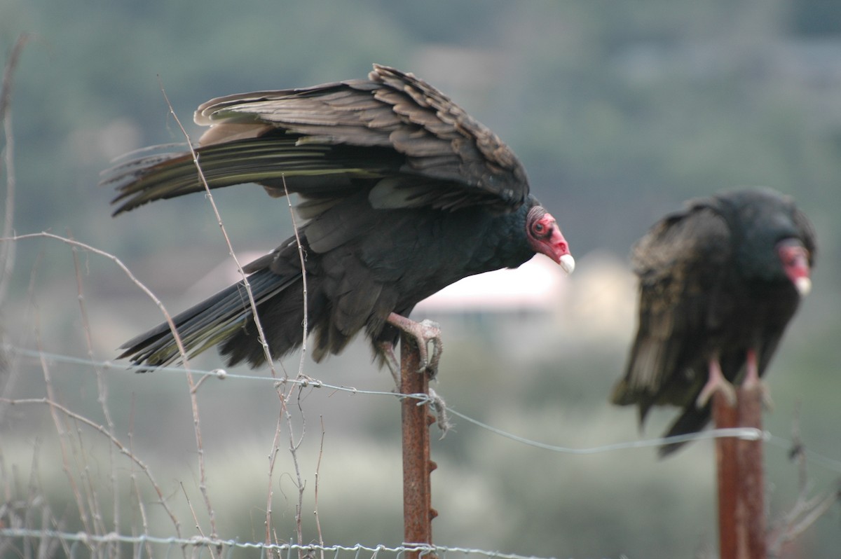 Turkey Vulture - ML620229779