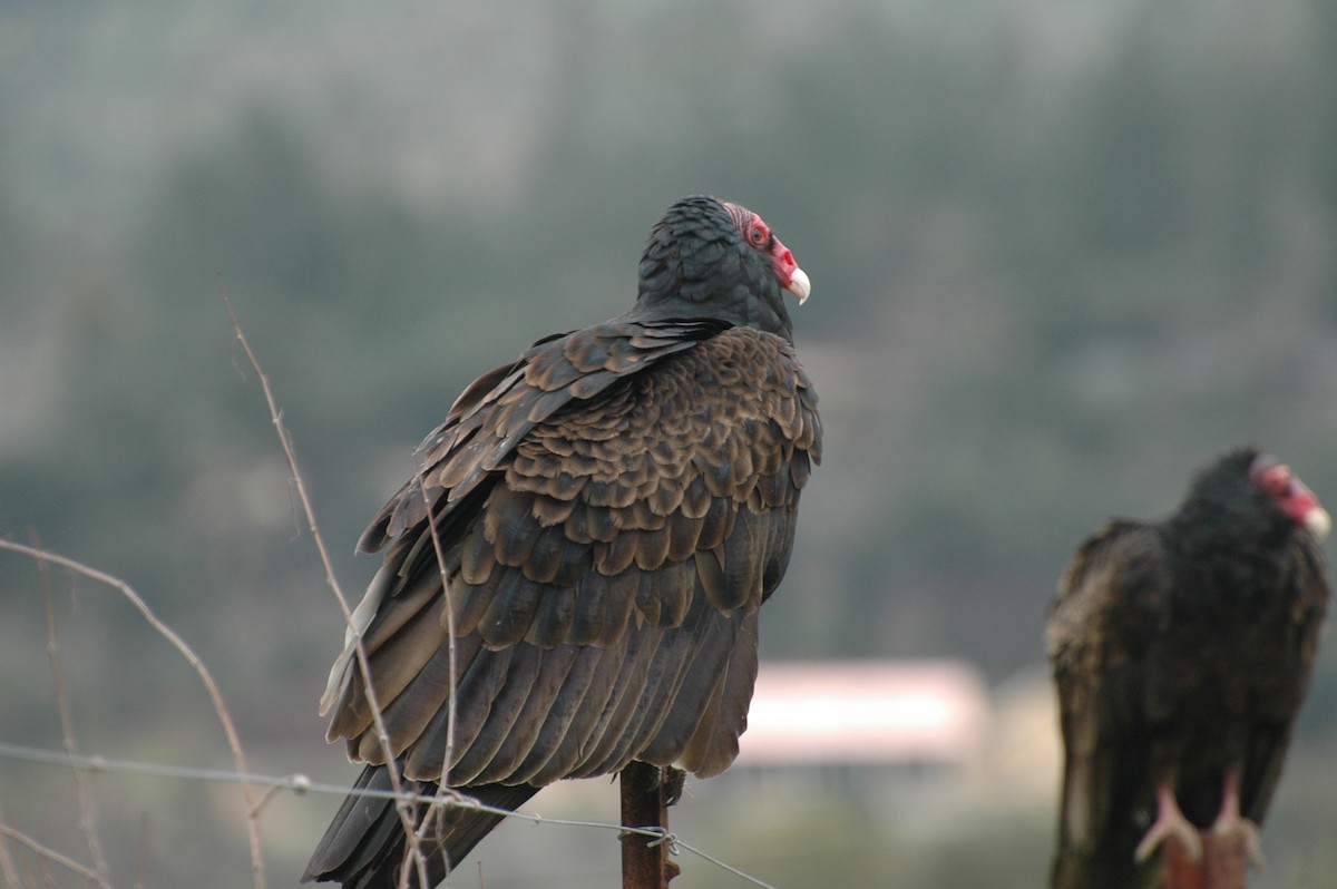 Turkey Vulture - ML620229780