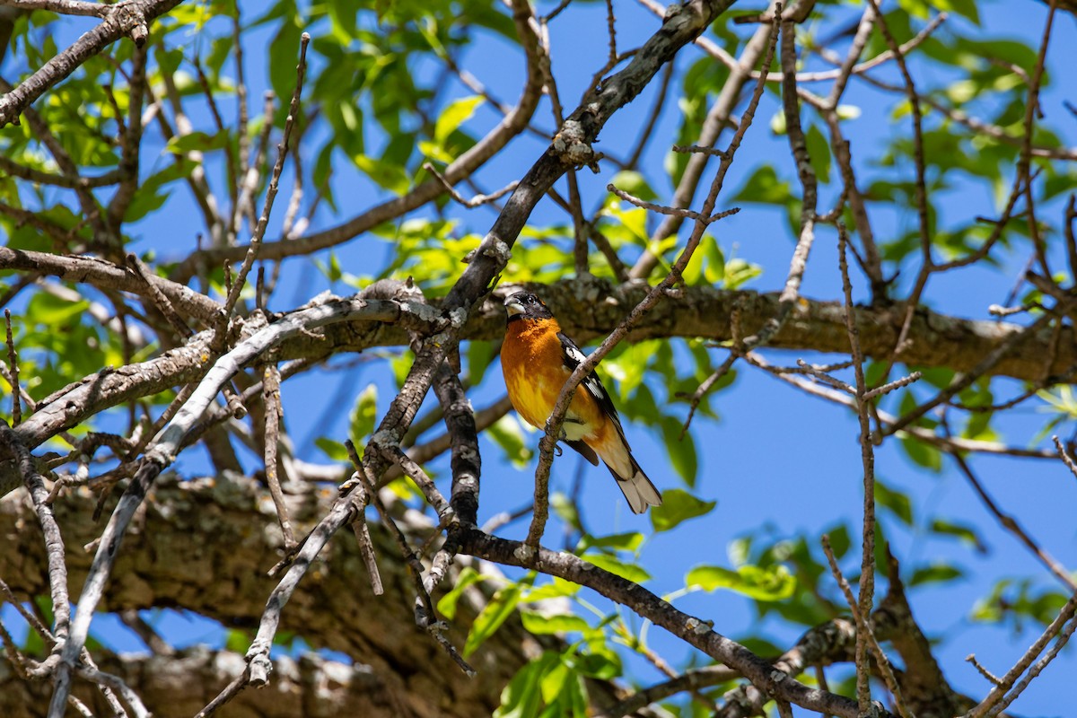 Black-headed Grosbeak - ML620229802