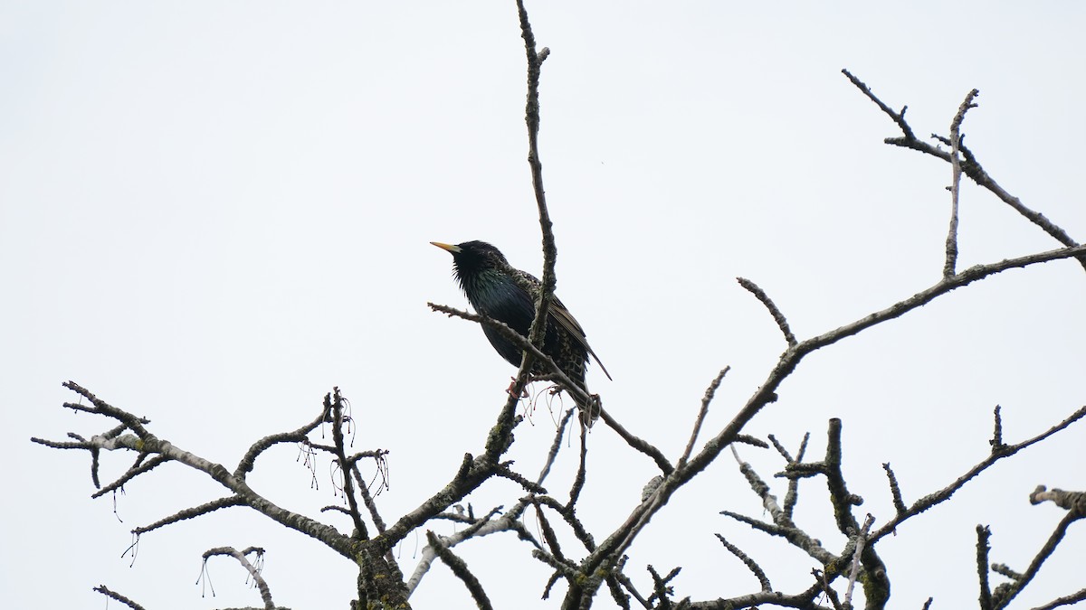 European Starling - ML620229807