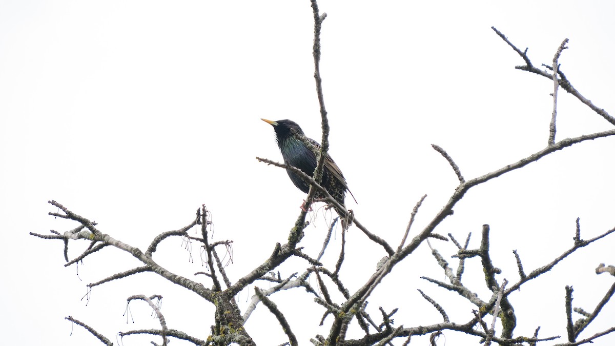 European Starling - ML620229809