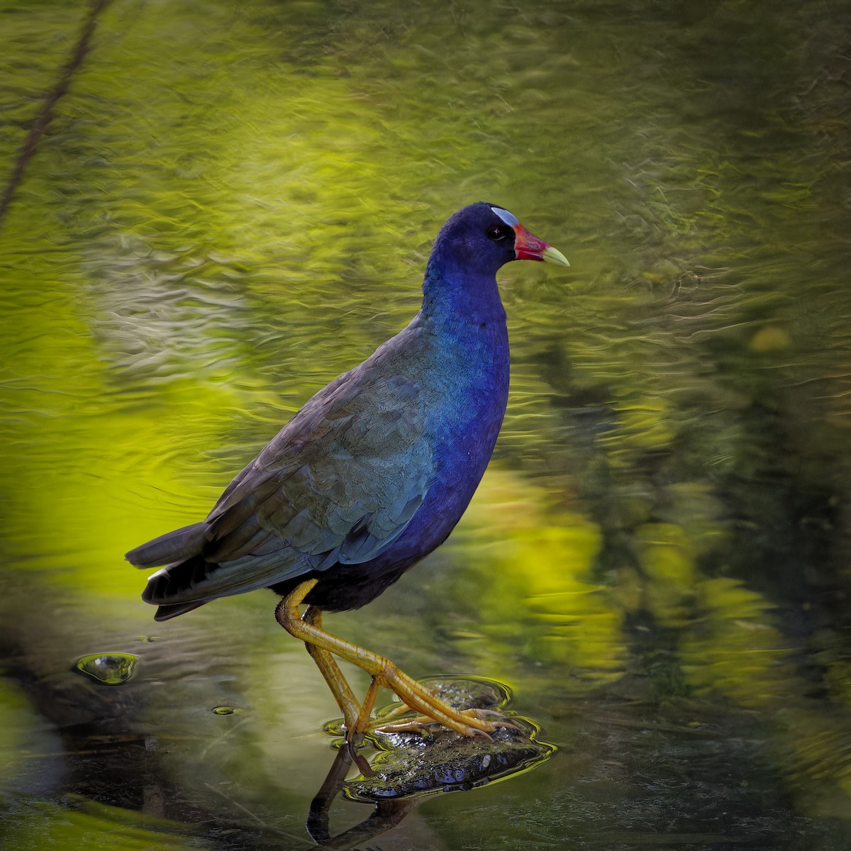 Purple Gallinule - ML620229810