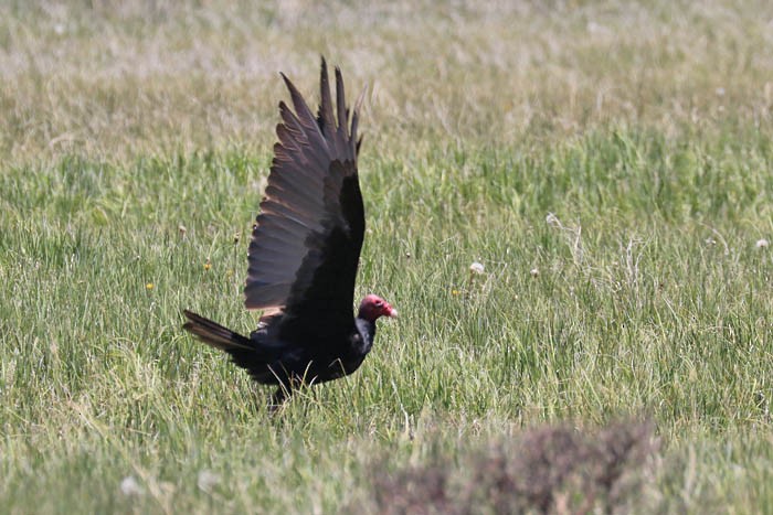 Turkey Vulture - ML620229820