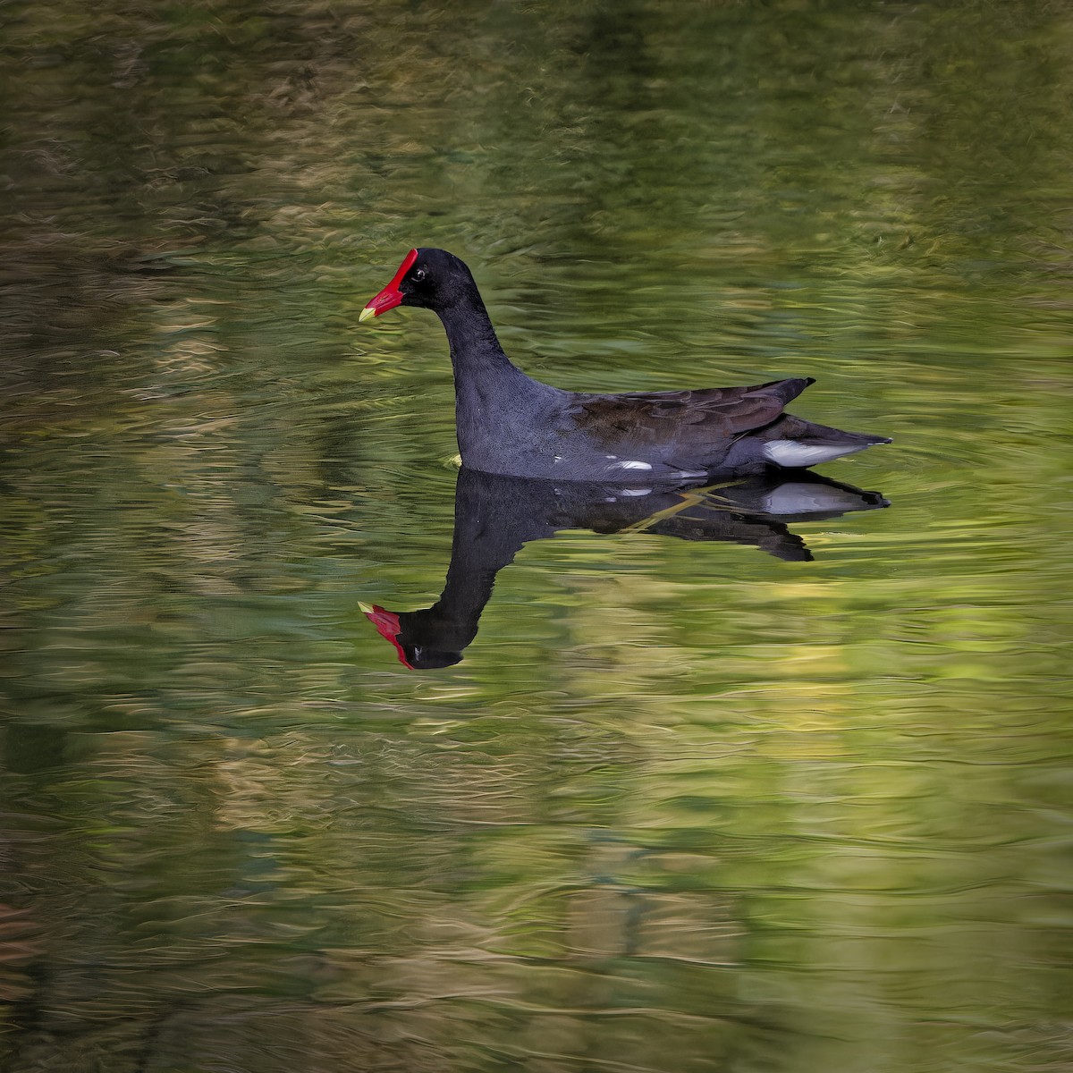 Common Gallinule - ML620229821