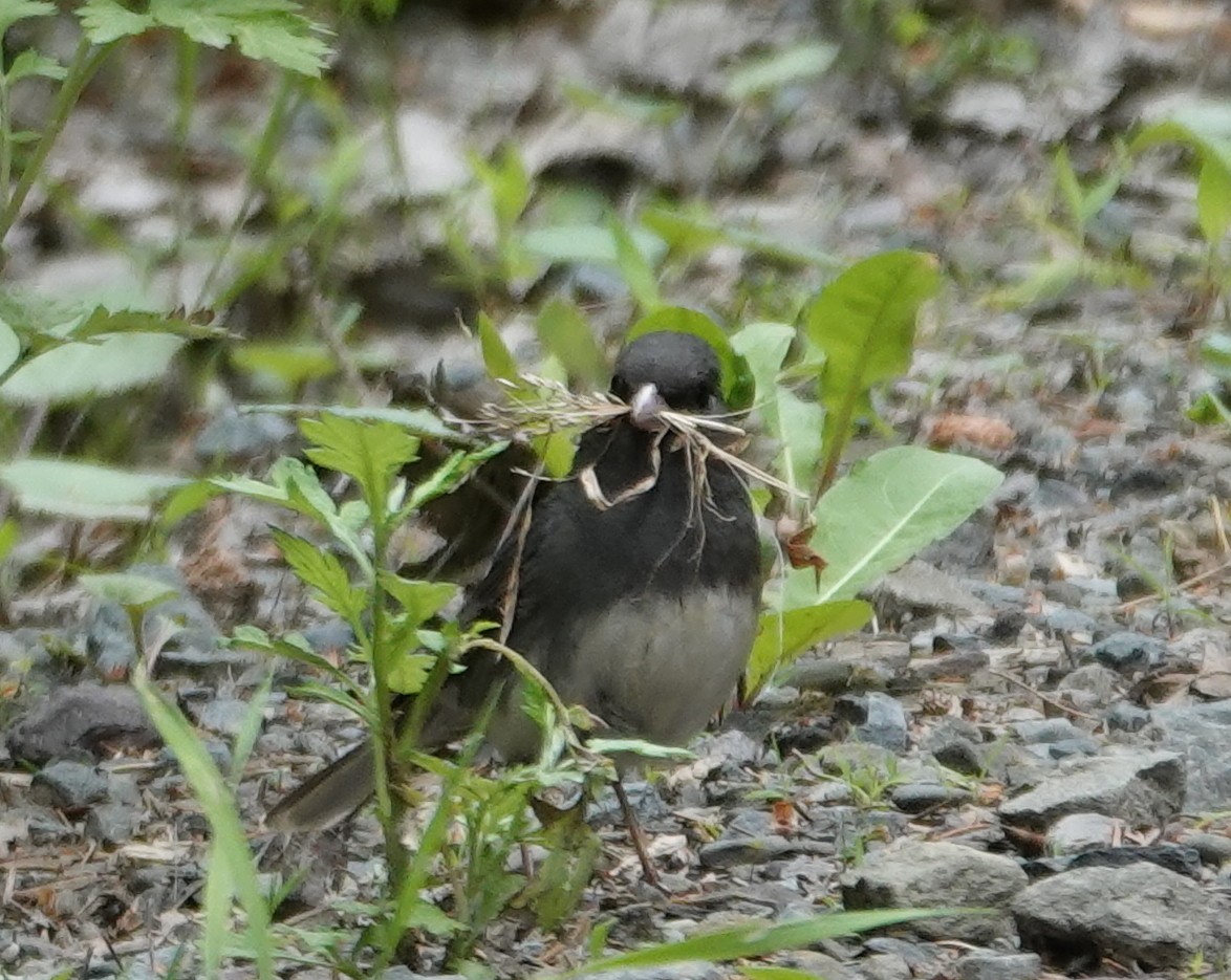 Dark-eyed Junco - ML620229823