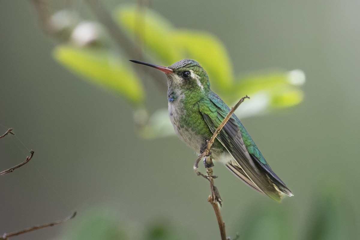 kolibřík lesklobřichý - ML620229825