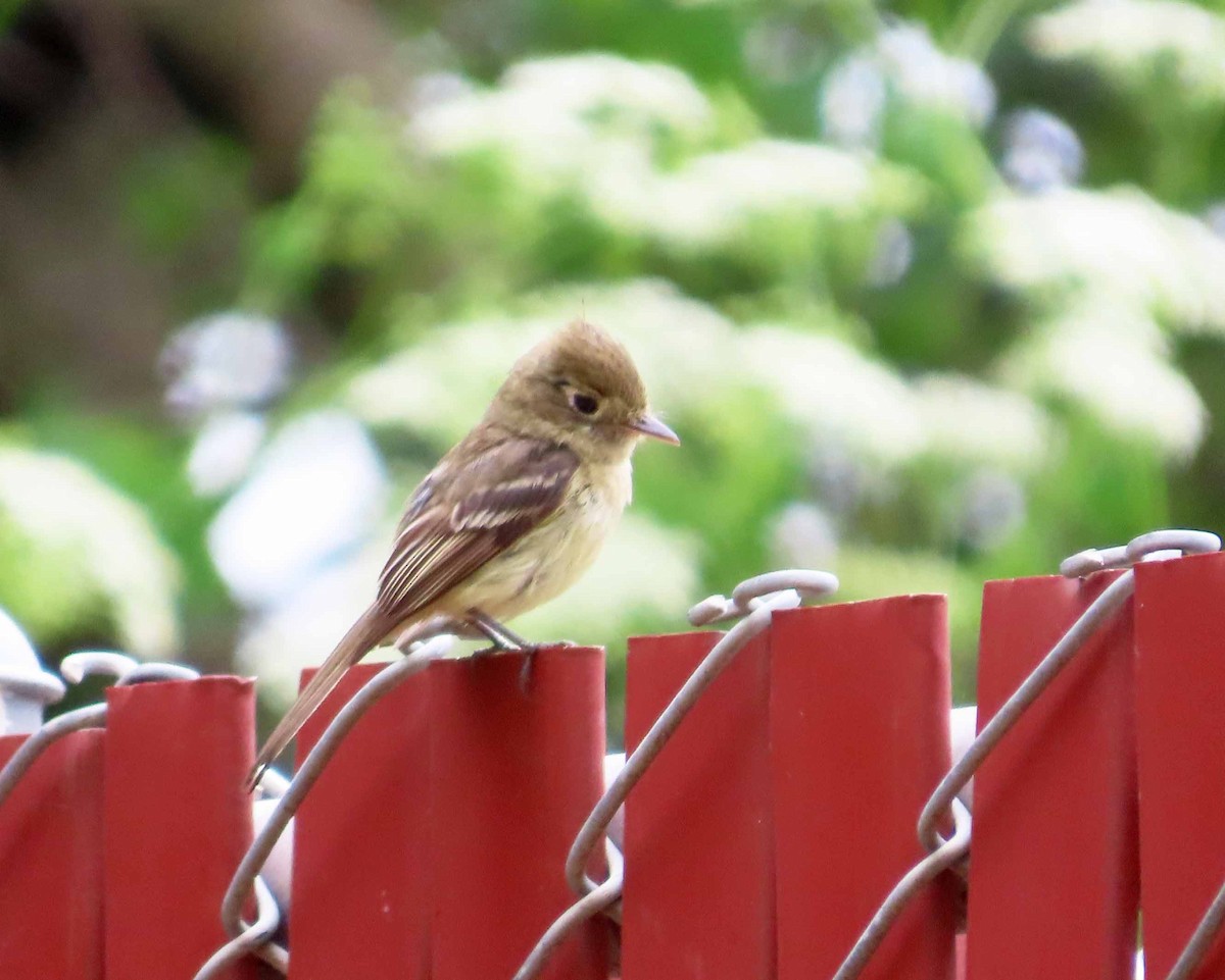 Western Flycatcher - ML620229829