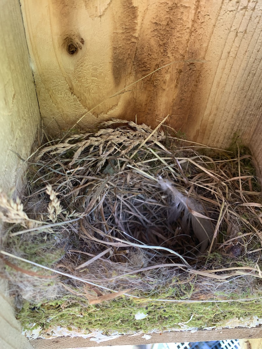 Western Bluebird - ML620229850