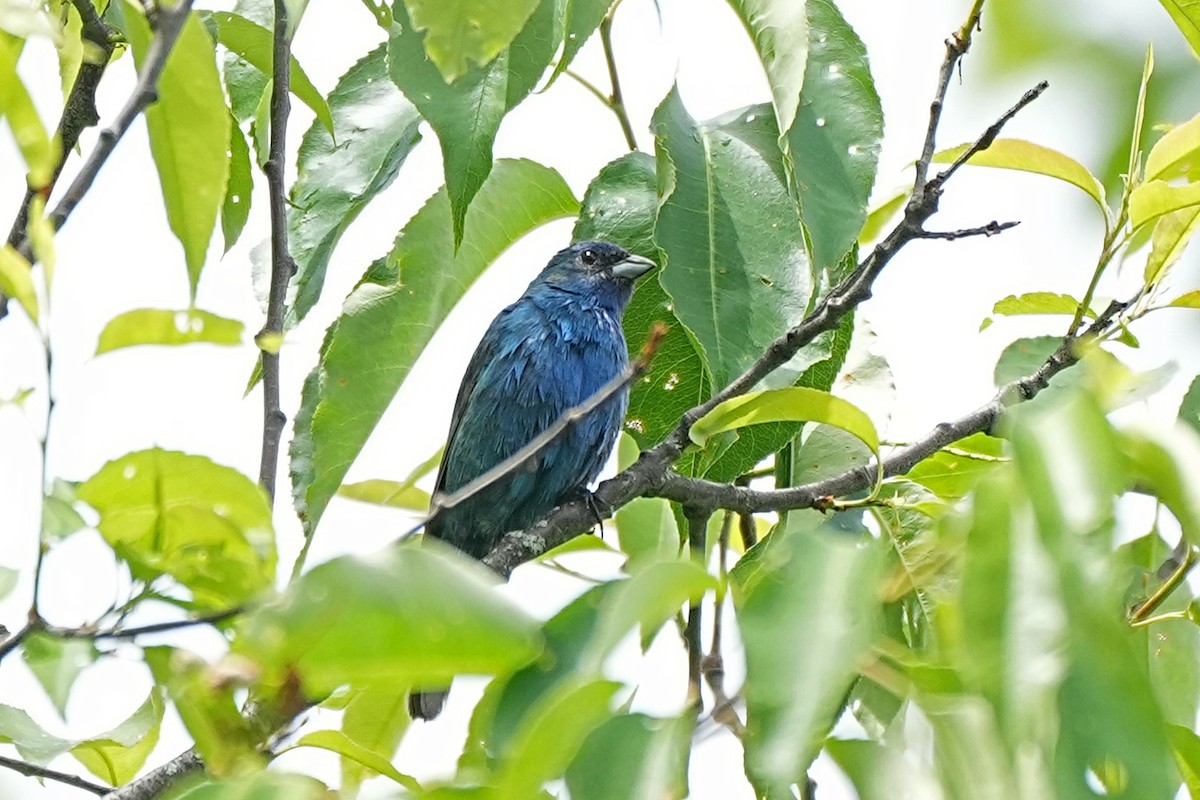 Indigo Bunting - ML620229853