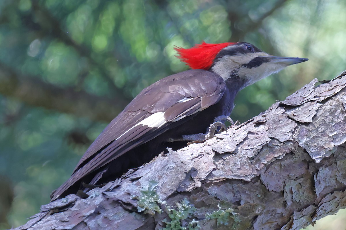 Pileated Woodpecker - ML620229868