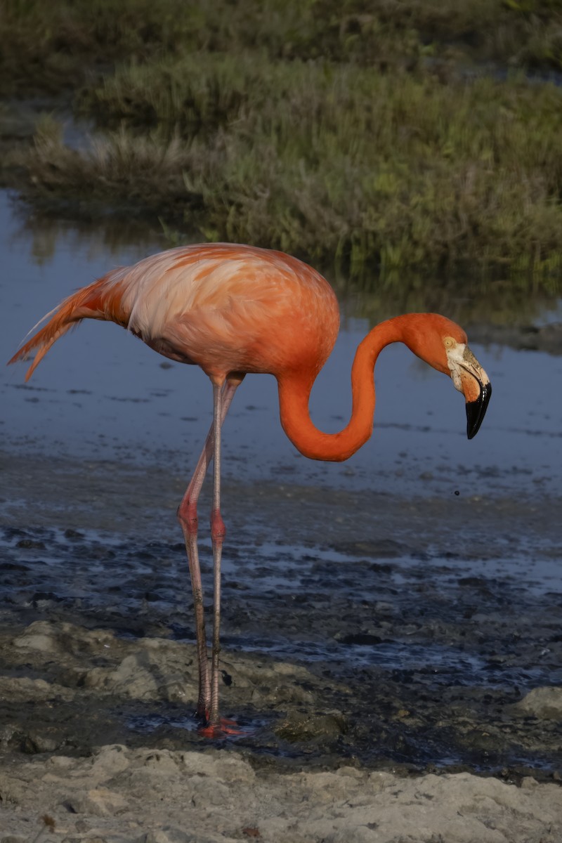 American Flamingo - ML620229869