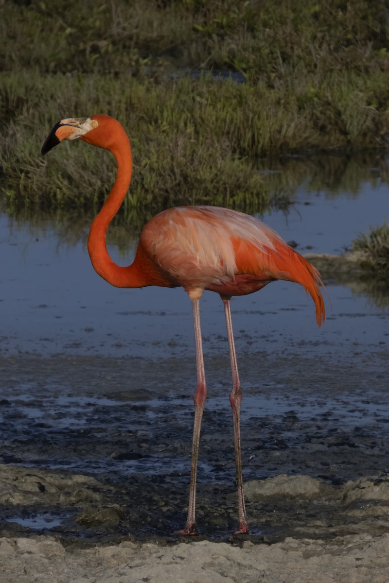 Amerika Flamingosu - ML620229870