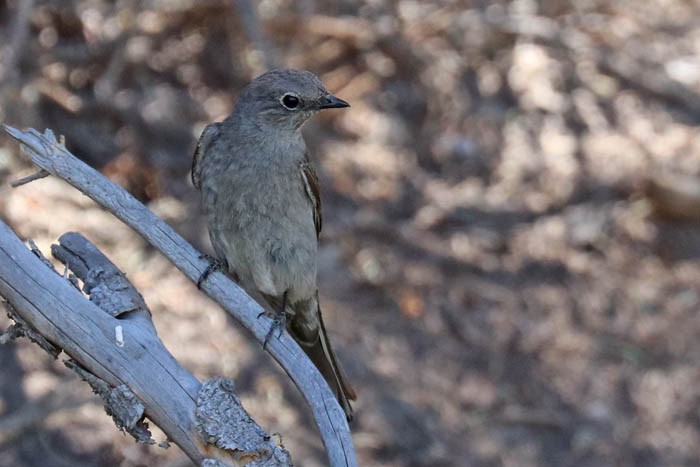 Townsend's Solitaire - ML620229878