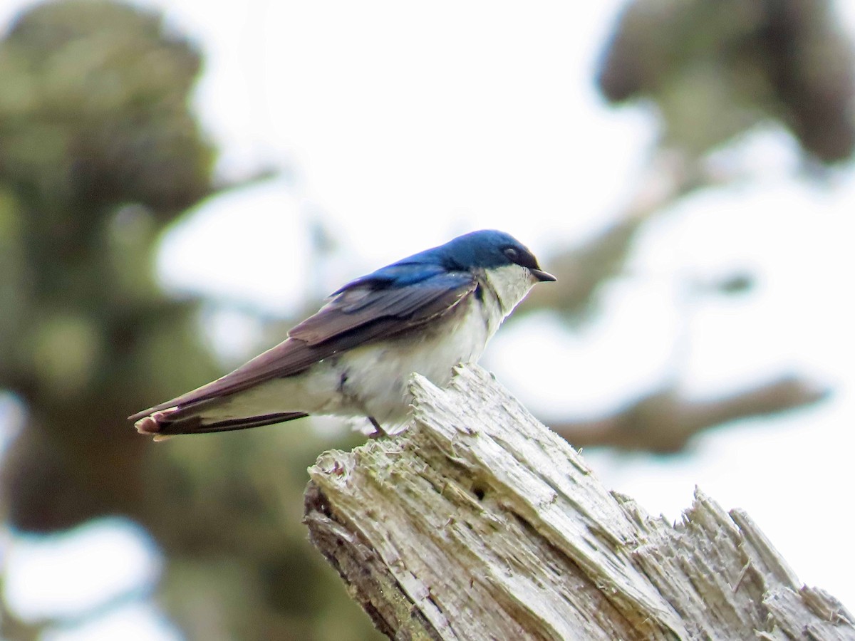 Golondrina Bicolor - ML620229880