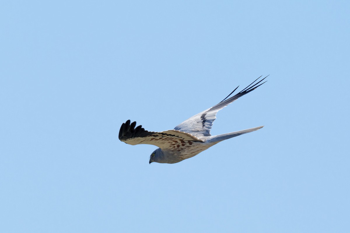 Montagu's Harrier - ML620229881