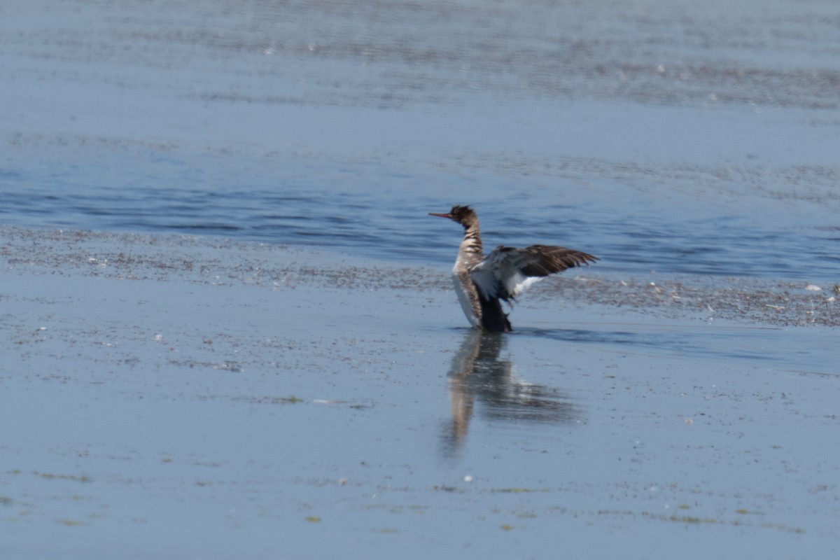 Red-breasted Merganser - ML620229887