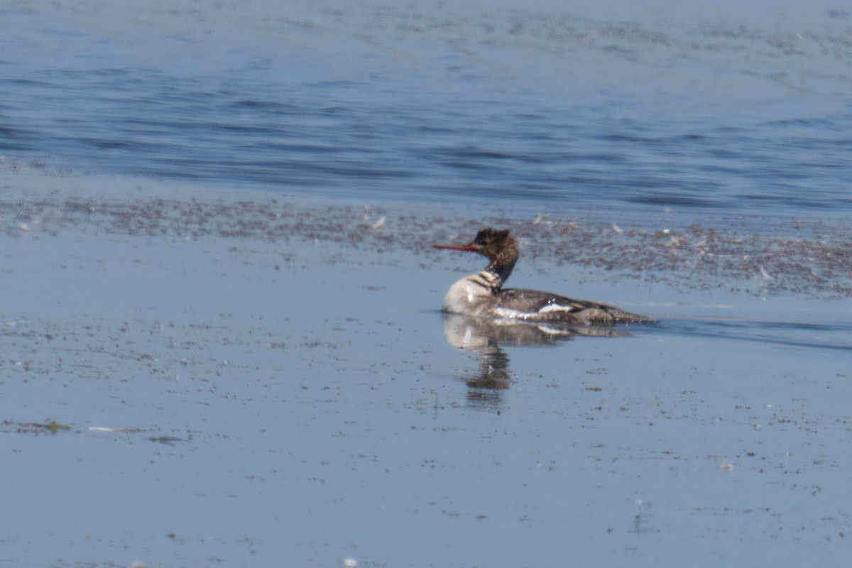 Red-breasted Merganser - ML620229888