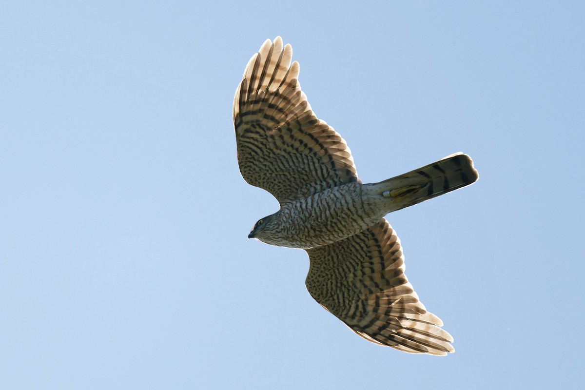 Eurasian Sparrowhawk - ML620229891