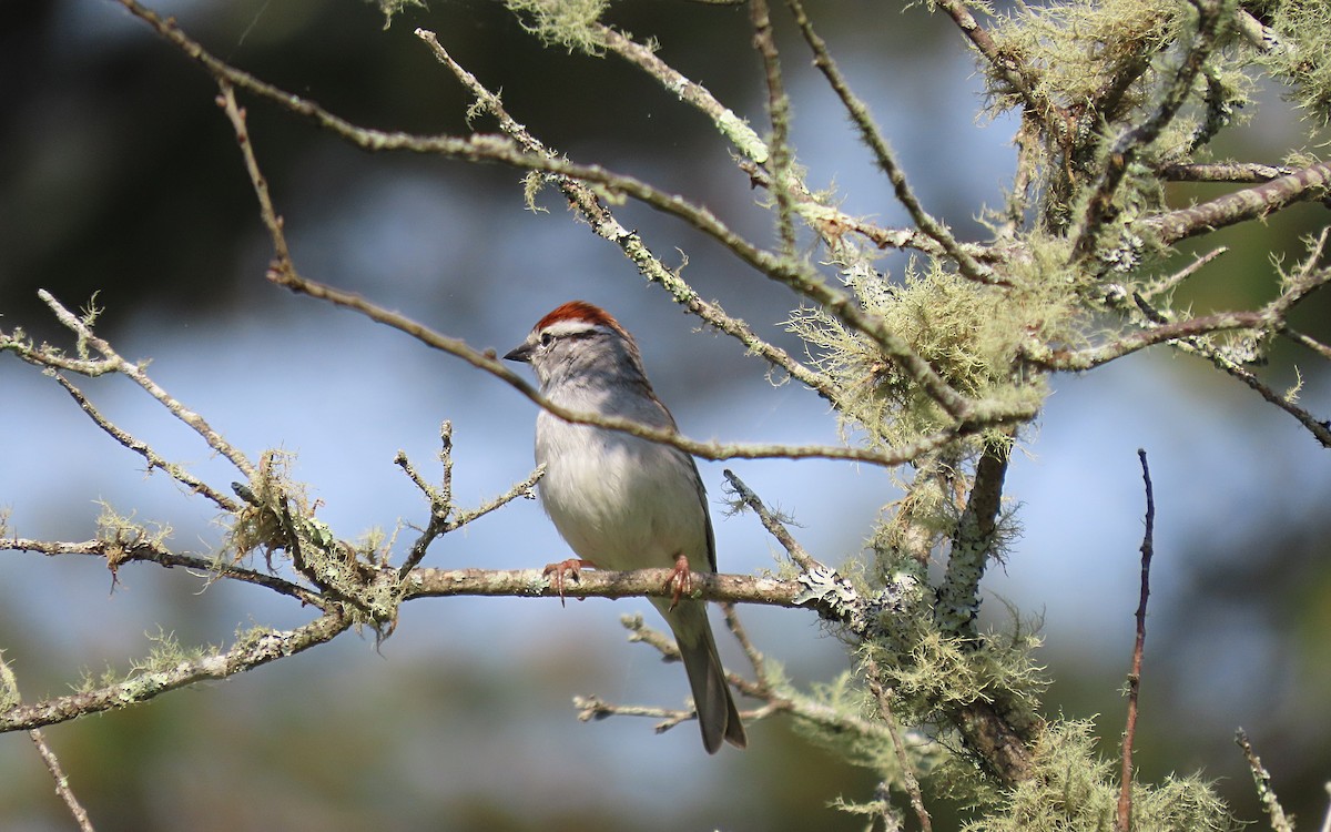 Chipping Sparrow - ML620229902