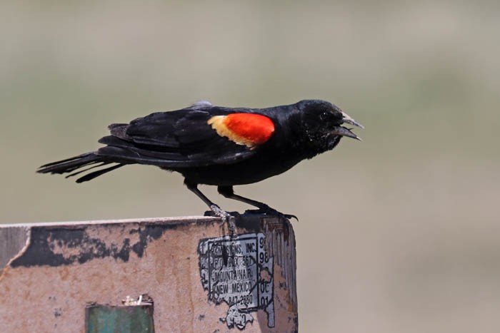 Red-winged Blackbird - ML620229903