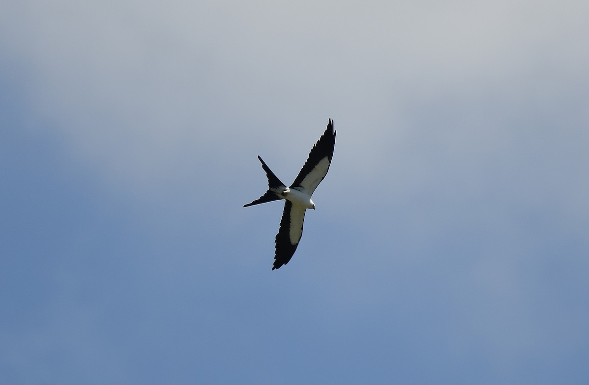 Swallow-tailed Kite - ML620229904