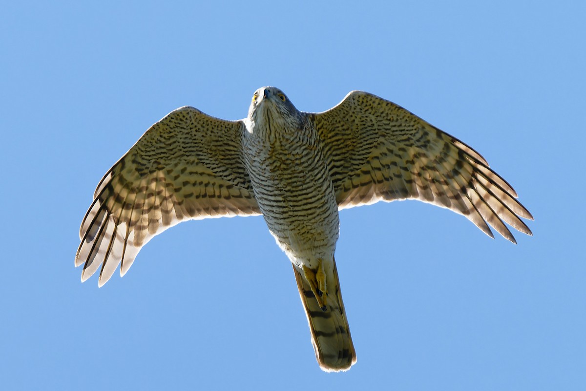 Eurasian Sparrowhawk - ML620229907