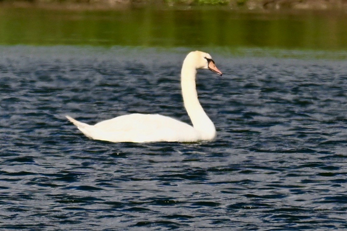 Mute Swan - Michele Carnerie