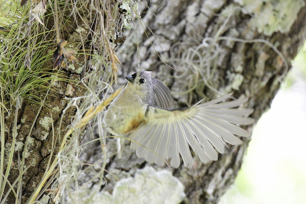 Tufted Titmouse - ML620229920