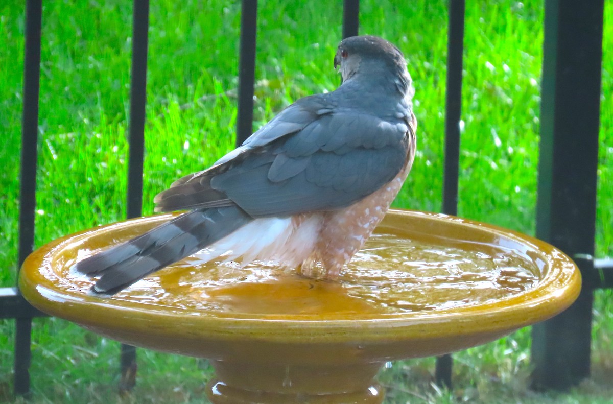 Cooper's Hawk - ML620229921