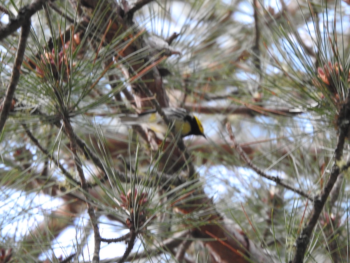 Black-throated Green Warbler - ML620229923