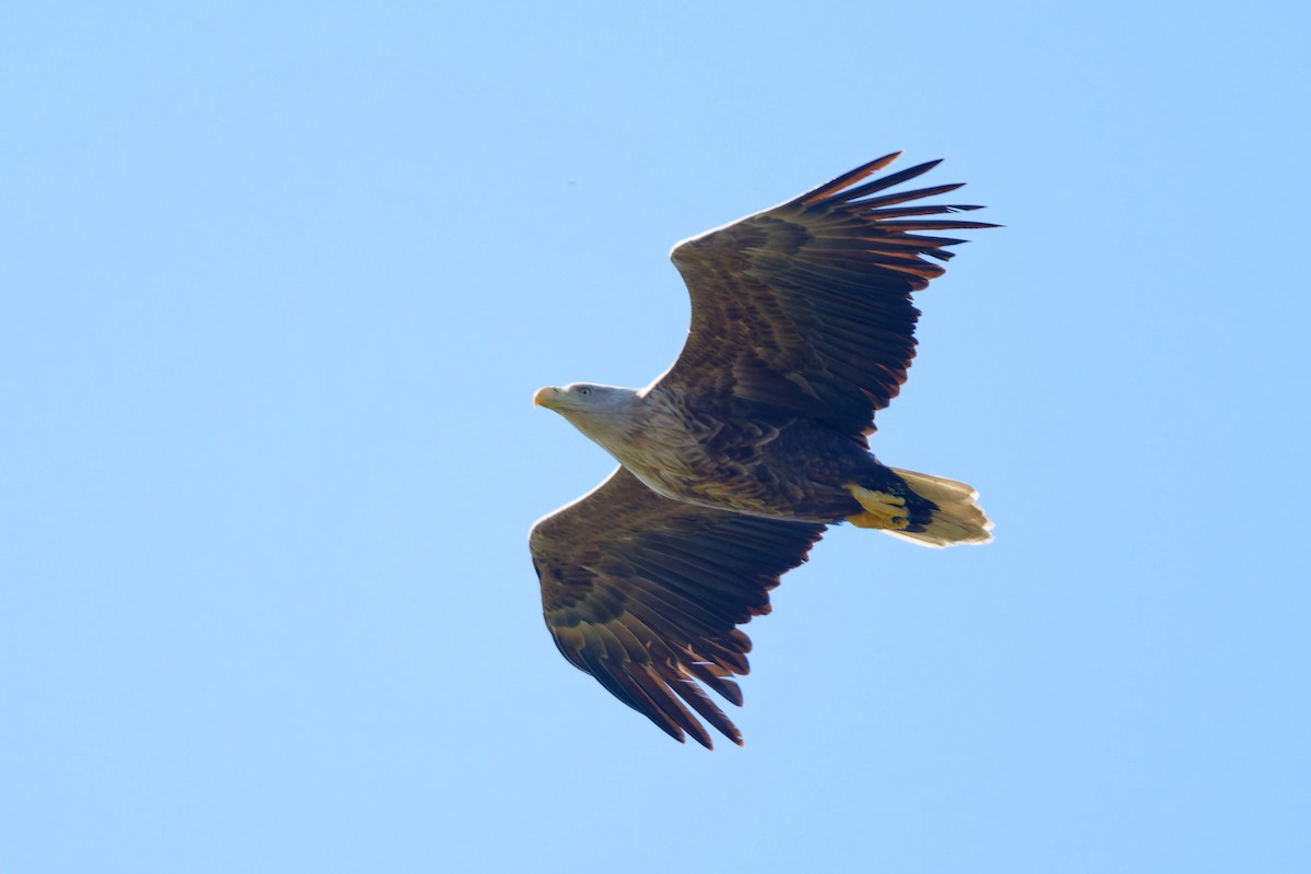 White-tailed Eagle - ML620229926