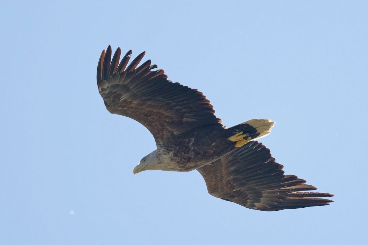 White-tailed Eagle - ML620229929
