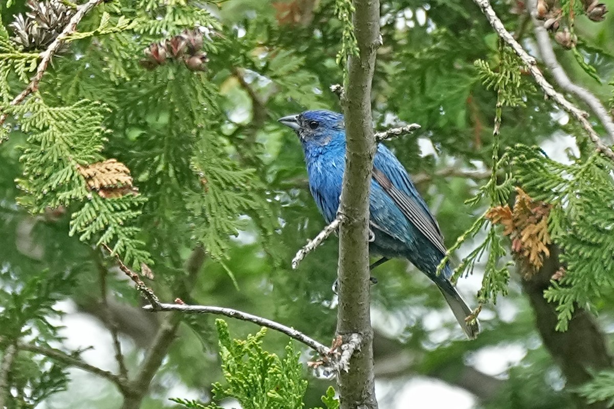 Passerin indigo - ML620229961