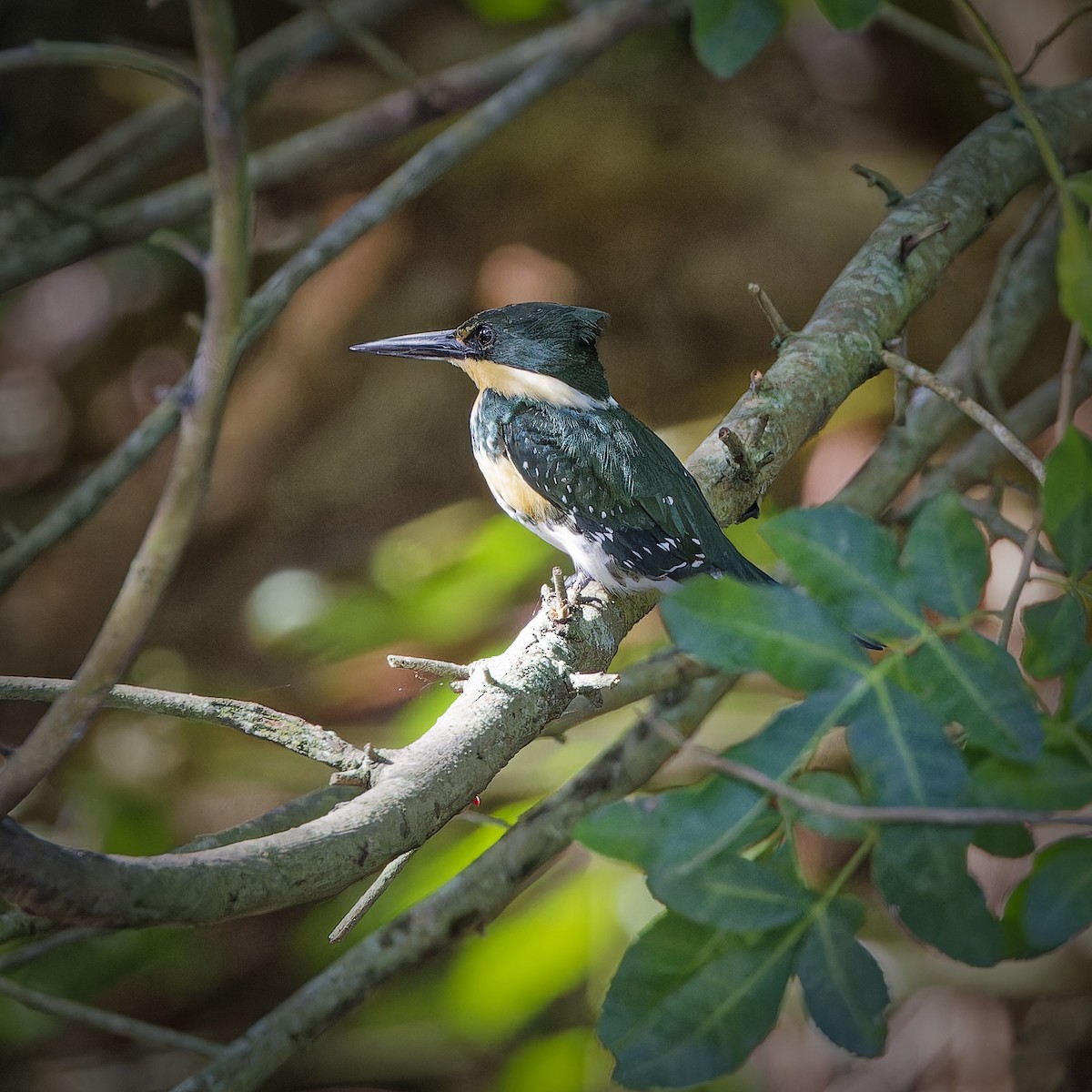 Green Kingfisher - ML620229963