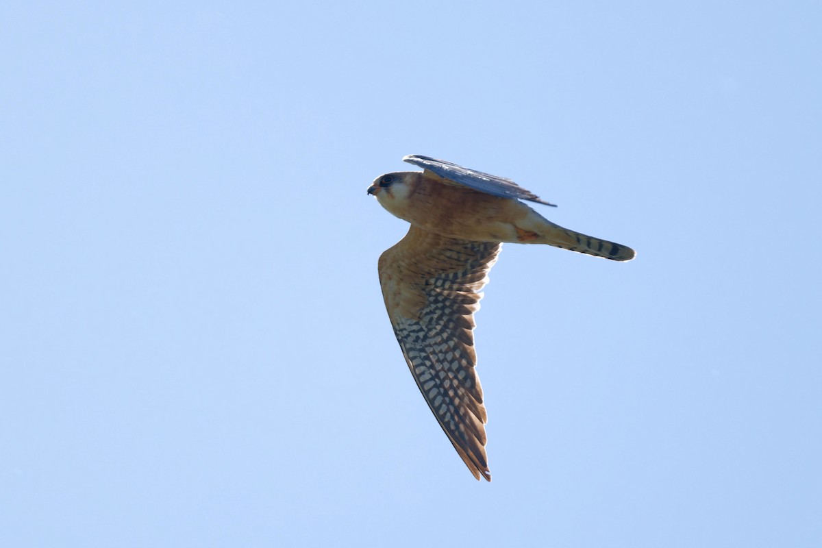 Red-footed Falcon - ML620229969