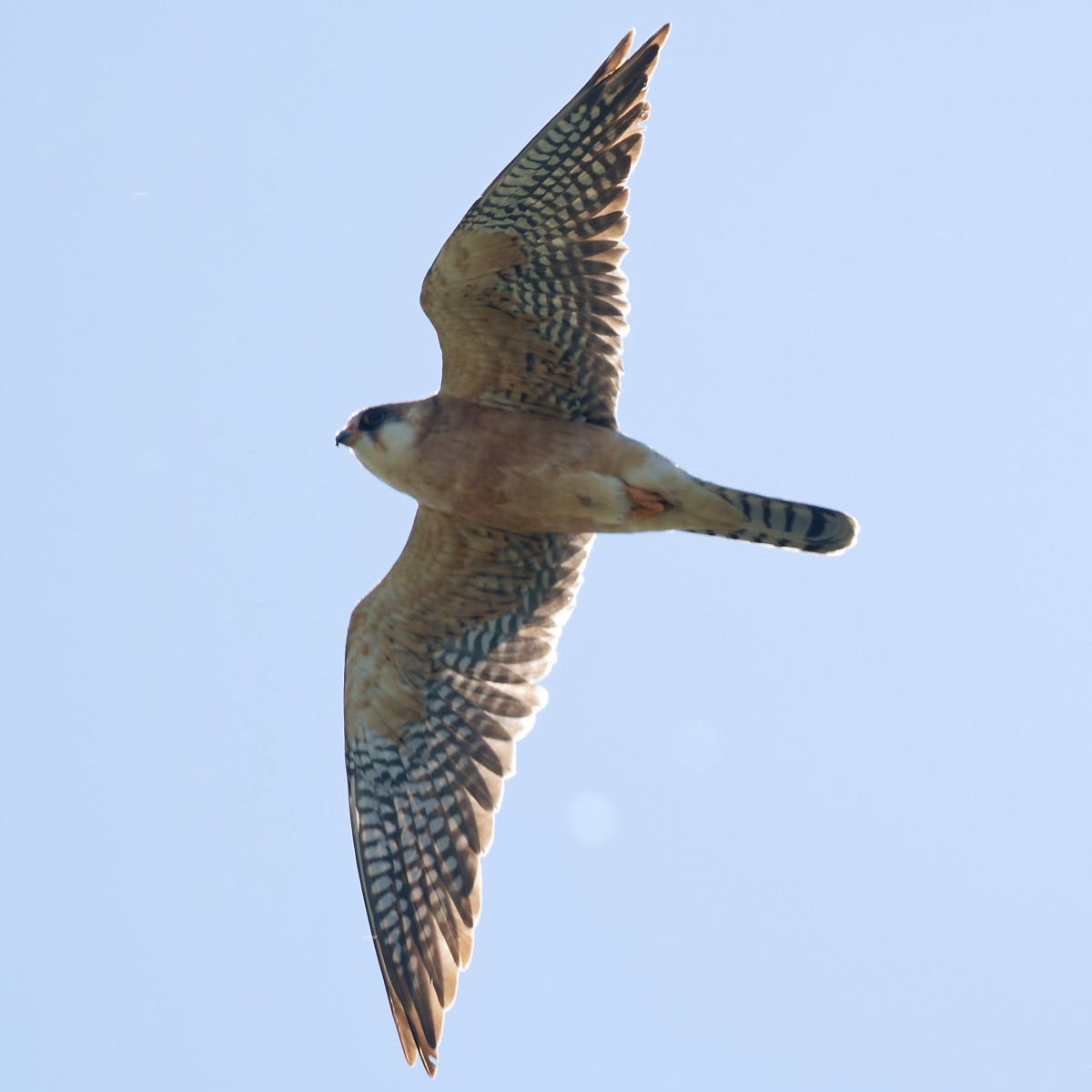 Red-footed Falcon - ML620229980