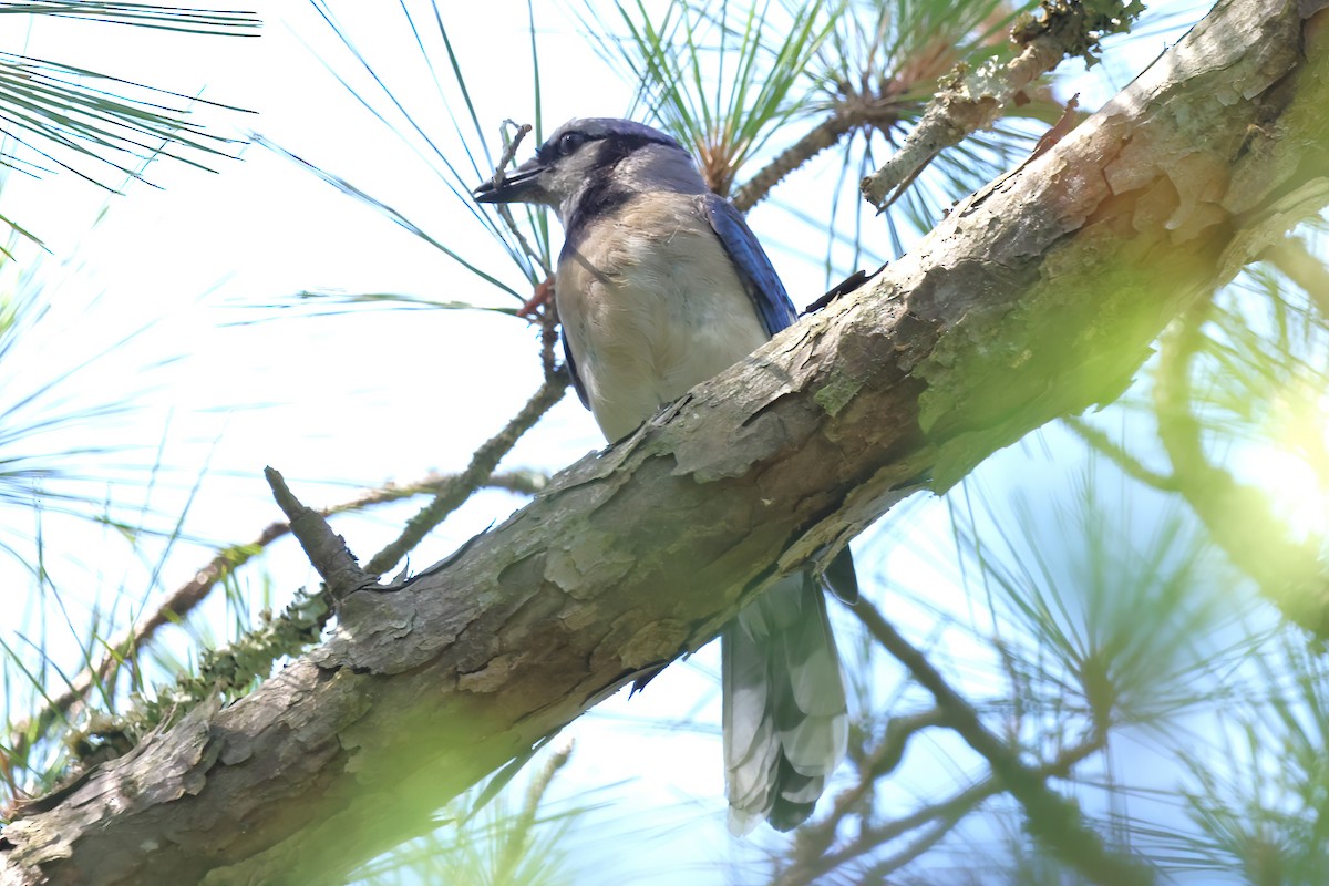 Blue Jay - ML620229992