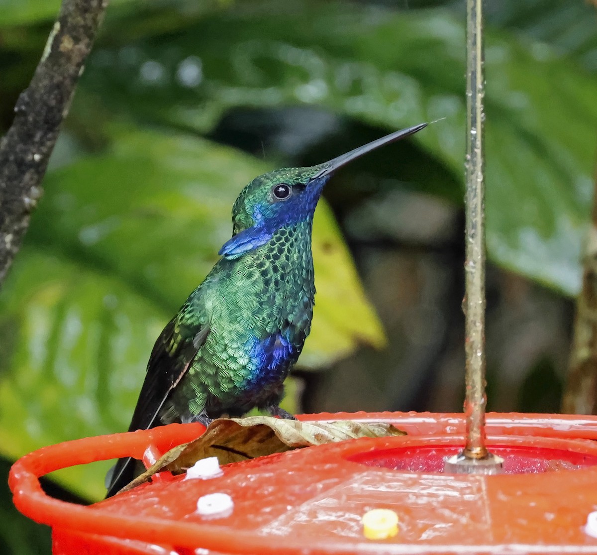 kolibřík modrolící - ML620229999