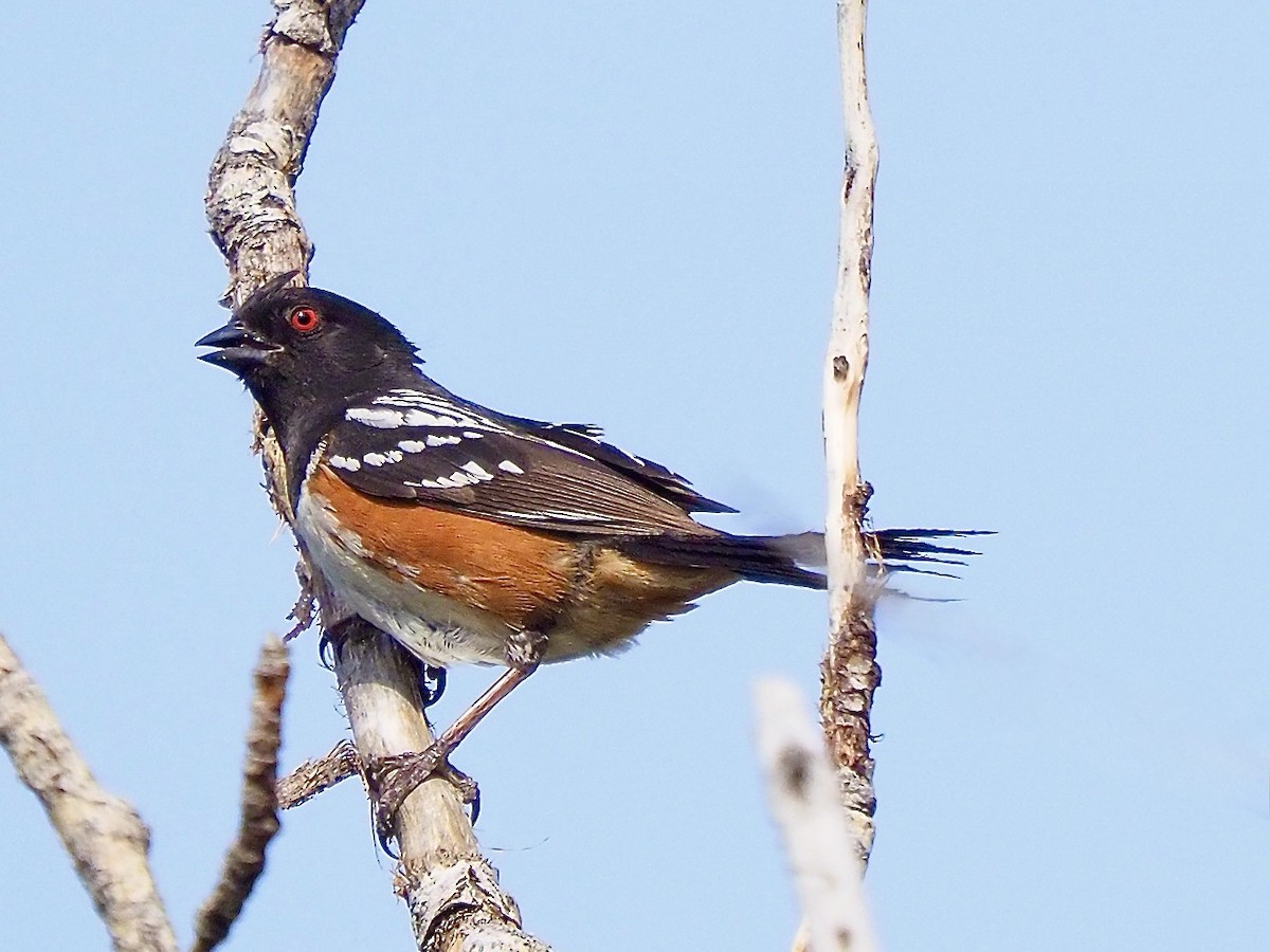 Spotted Towhee - ML620230004
