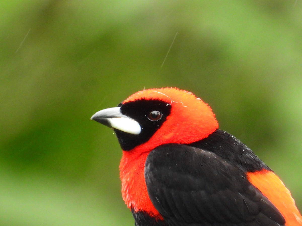 Masked Crimson Tanager - ML620230008