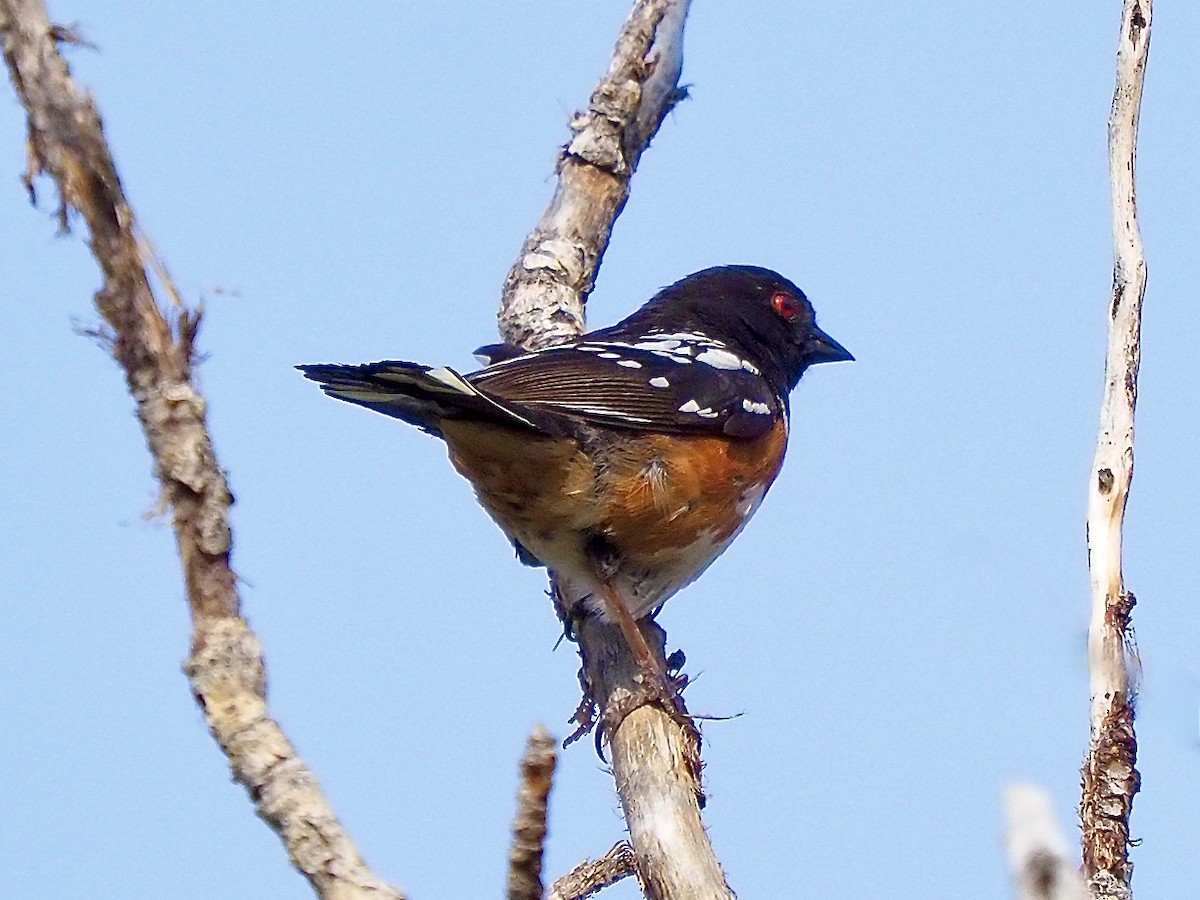 Spotted Towhee - ML620230011