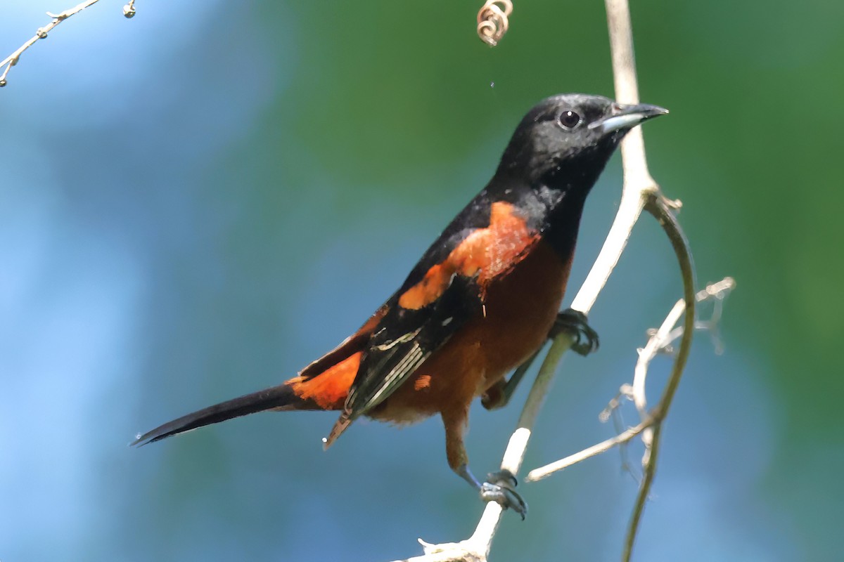 Orchard Oriole - ML620230014