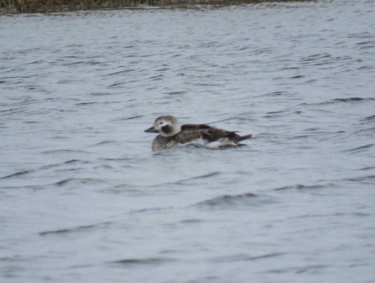Long-tailed Duck - ML620230015