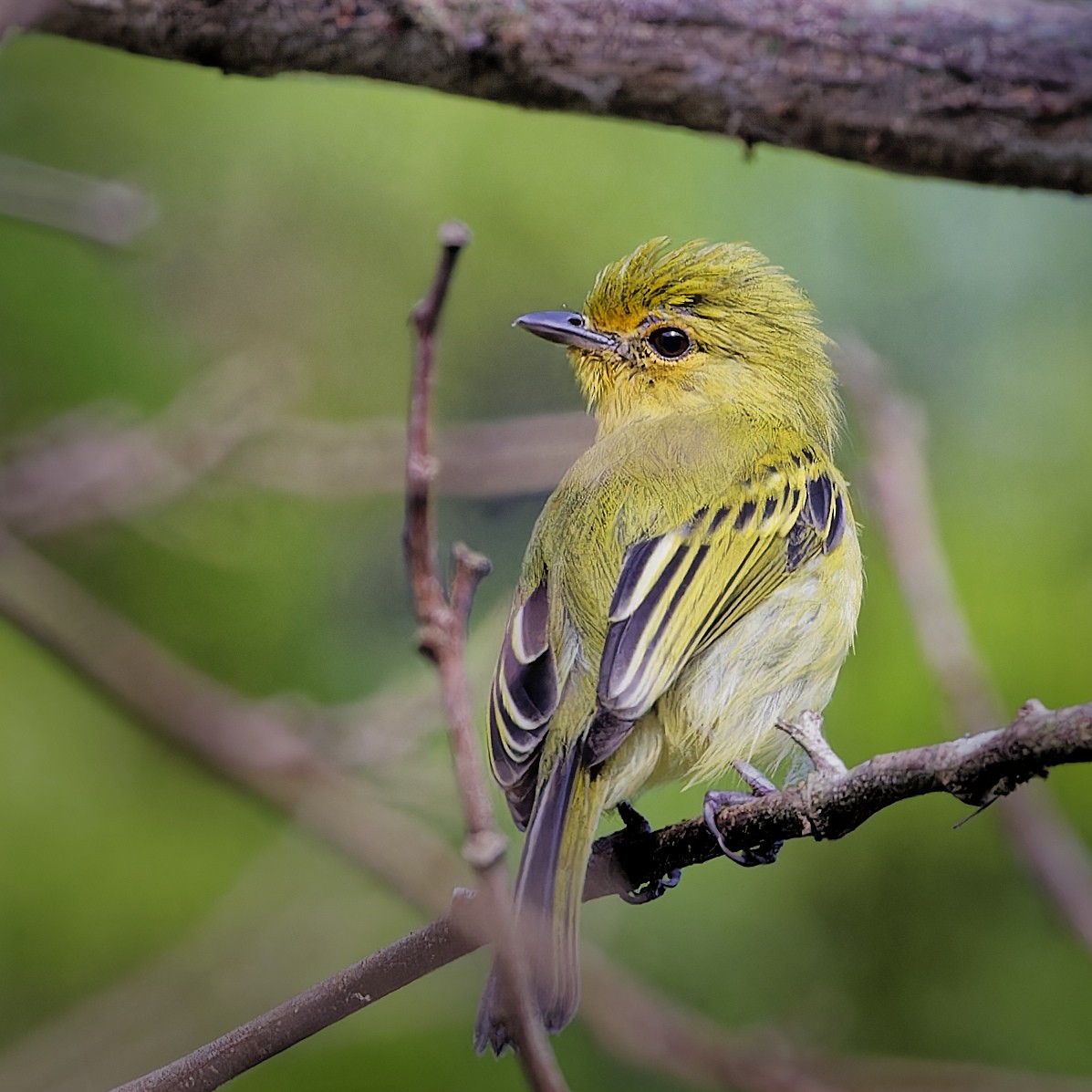 Tyranneau à poitrine jaune - ML620230019