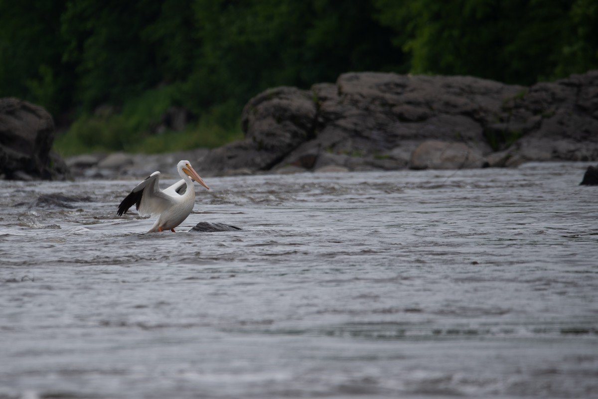 American White Pelican - ML620230023